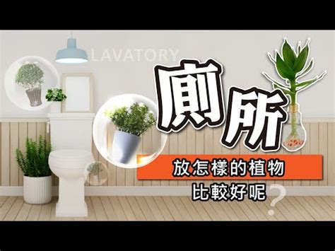 放廁所植物|廁所放什麼植物好？4種耐陰且好照顧的植物推薦 